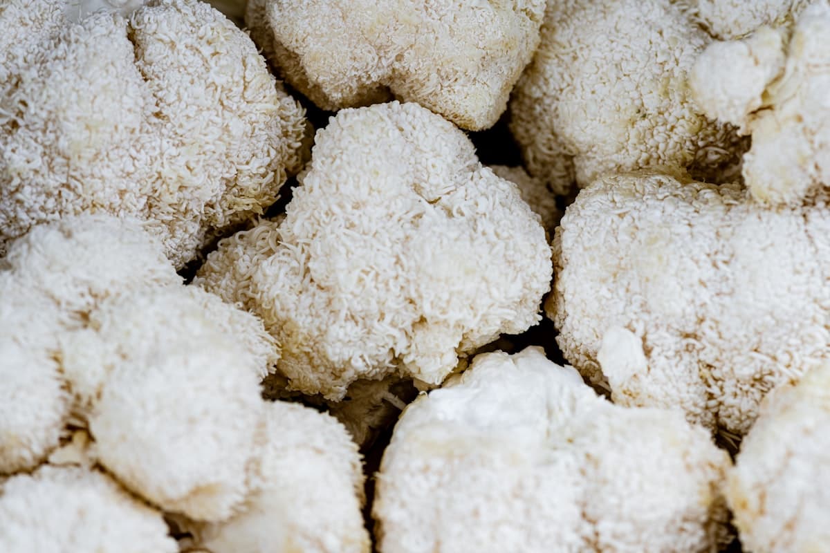 Lion's mane mushroom