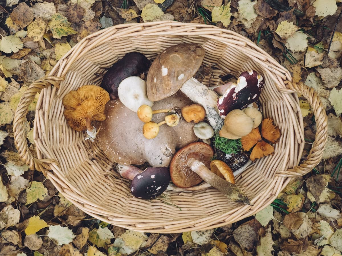 Variety of gourmet mushrooms