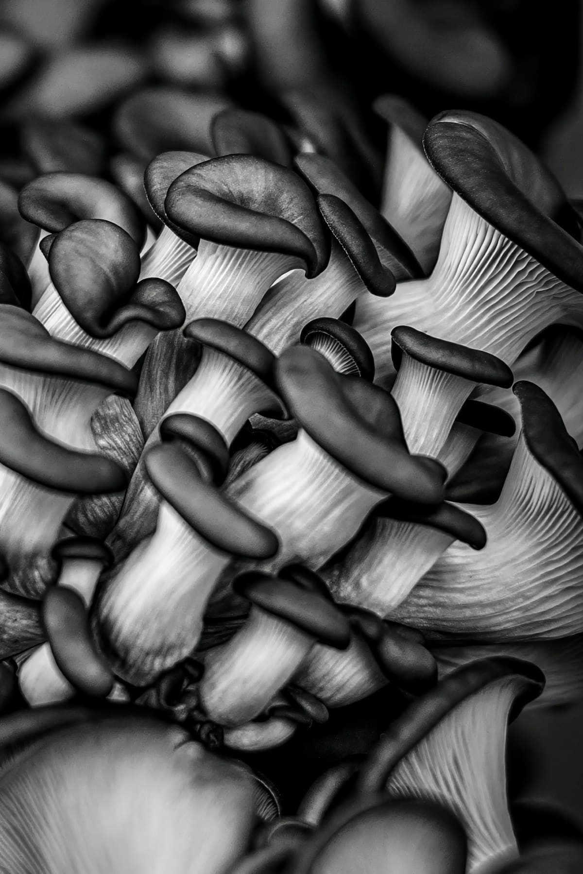 Fresh oyster mushrooms