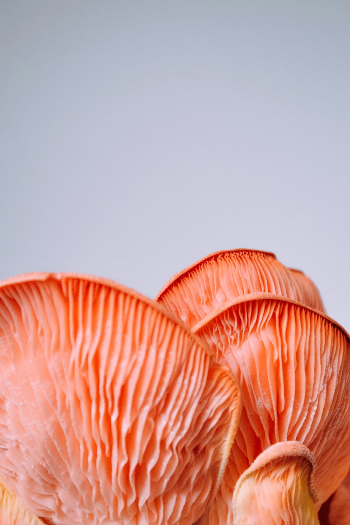 Fresh pink oyster mushrooms