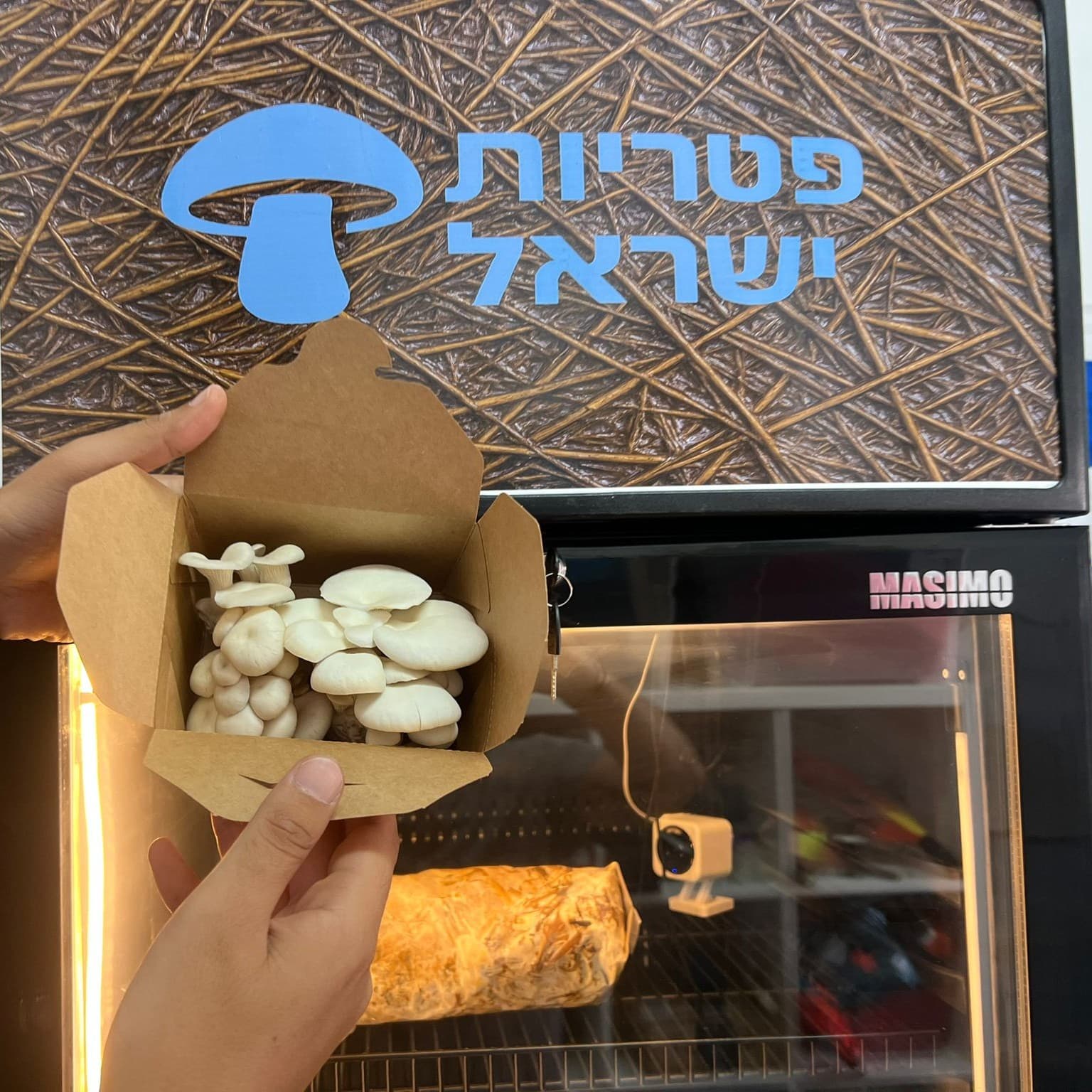 Fresh mushroom picked from the automated fruiting chamber